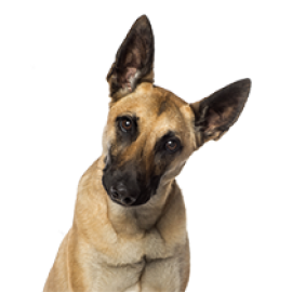 Shop Dogs (1)