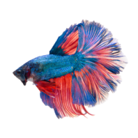 Shop Fishs (1)